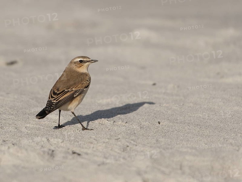 Northern Wheatear (Oenanthe oenanthe), Schleswig-Holstein, Germany