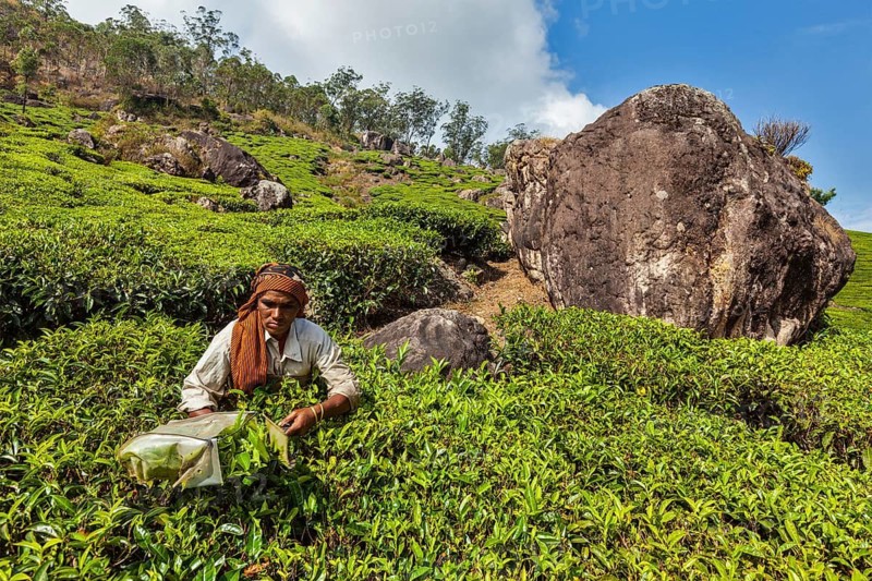 KERALA, INDIA, FEBRUARY 18, 2014: Unidentified Indian woman harvests tea leaves at tea plantation at Munnar. Only the uppermost leaves are collected, and workers collect daily up to 30 kilos of tea leaves