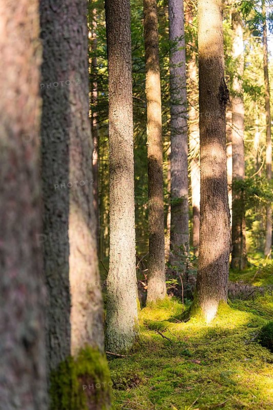 Sunlight penetrates a quiet forest, illuminating the rows of tree trunks, Calw district, Black Forest, Germany