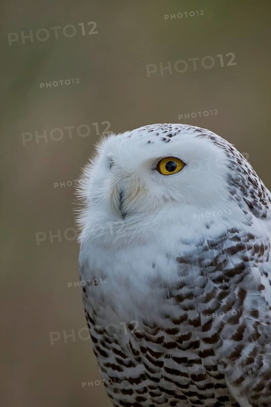 Snowy owl (Bubo scandiacus) captive, Czech Republic