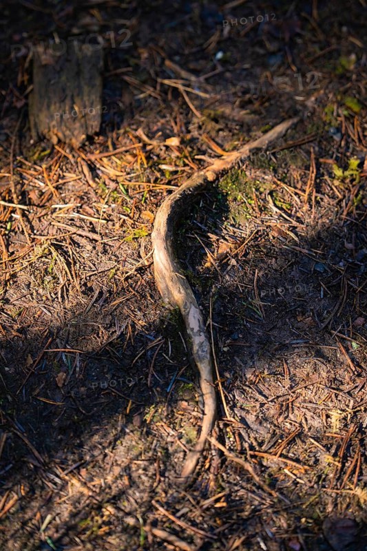 A branch on the forest floor with strong shadows, district of Calw, Black Forest, Germany