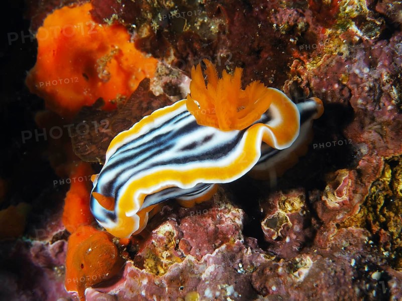 Nudibranch with wavy white, black and orange stripes, magnificent star snail (Chromodoris magnifica), on corals, dive site SD, Nusa Ceningan, Nusa Penida, Bali, Indonesia