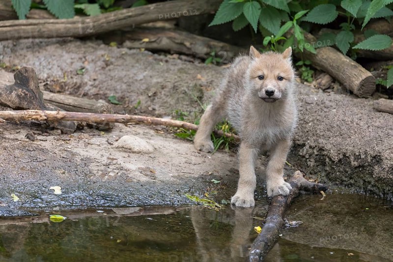 One four weeks old Arctic wolf cub (Canis lupus arctos) standing at a pond in a forest, looking towards the camera