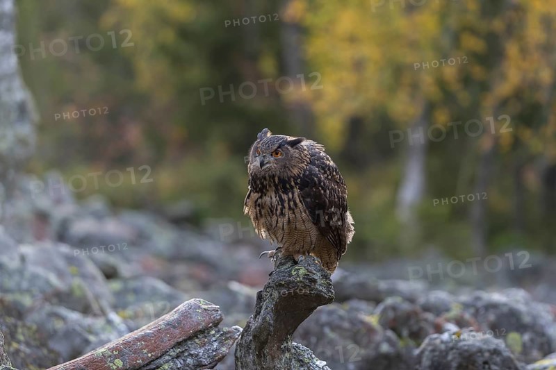 One Eurasian Eagle Owl, Bubo bubo, sitting on grey rocks, a birch tree in autumnal colors in the background. Early morning light