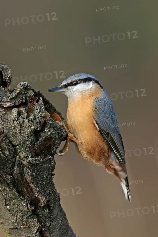 Eurasian nuthatch (Sitta europaea), Sittelle torchepot, Trepador Azul, Battenberg, Tiszaalpár, Kiskunsági National Park, Bács-Kiskun, Hungary