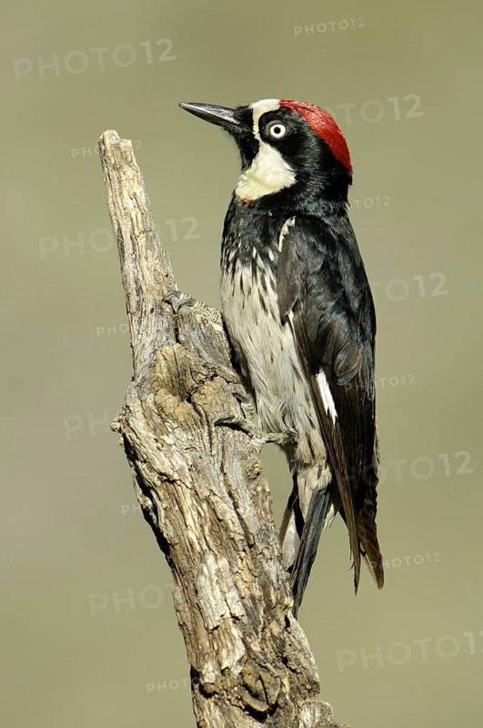 Acorn Woodpecker (Melanerpes formicivorus), Arizona, USA
