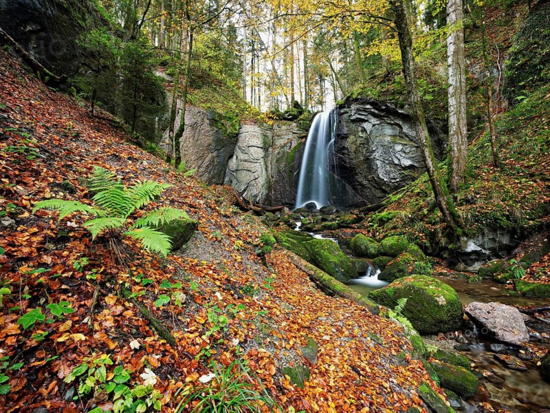 Waterfall, Finstersee, ferns and discoloured beech leaves in the foreground, Canton Zug, Switzerland