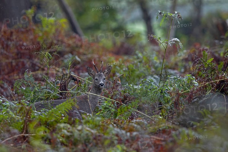 Photographing roe deer in the forest is difficult, to my delight I was able to outwit this roebuck (Capreolus capreolus) in the pouring rain in a thicket of bracken, autumn weather, October, Germany
