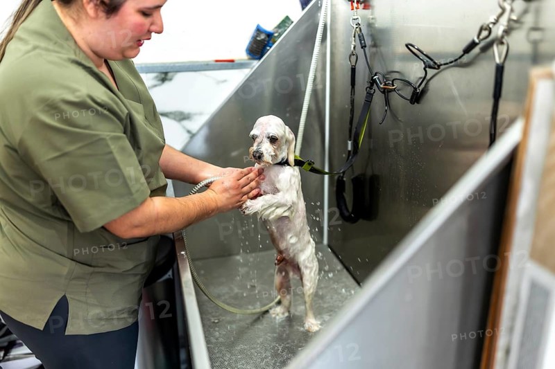 Professional groomer bathing a small white dog in a stainless steel tub, gently shampooing and rinsing for hygiene and pet wellness in a clean salon setting