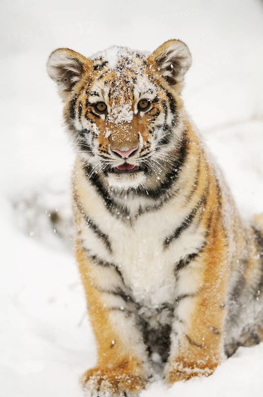 A tiger cub in the snow with a curious expression, Siberian tiger (Panthera tigris altaica), captive, occurring in Russia, North Korea and China