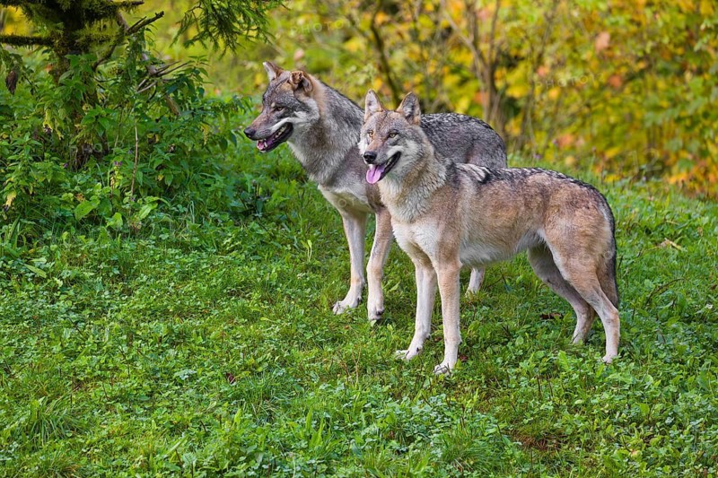Two eurasian gray wolves (Canis lupus lupus) stand on a hill, observing the area. A forest in fall colors in the background