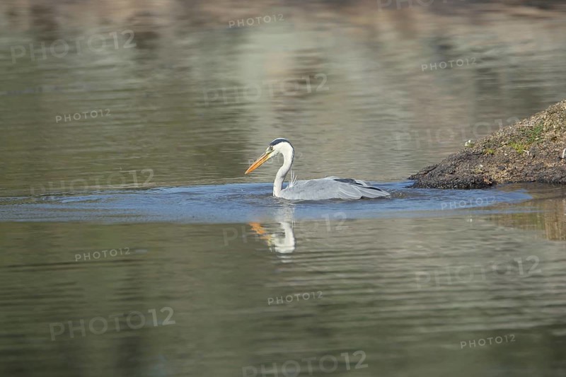 Grey heron (Ardea cinerea) swimming in the water at the lakeshore, Los Barruecos, Extremadura, Spain