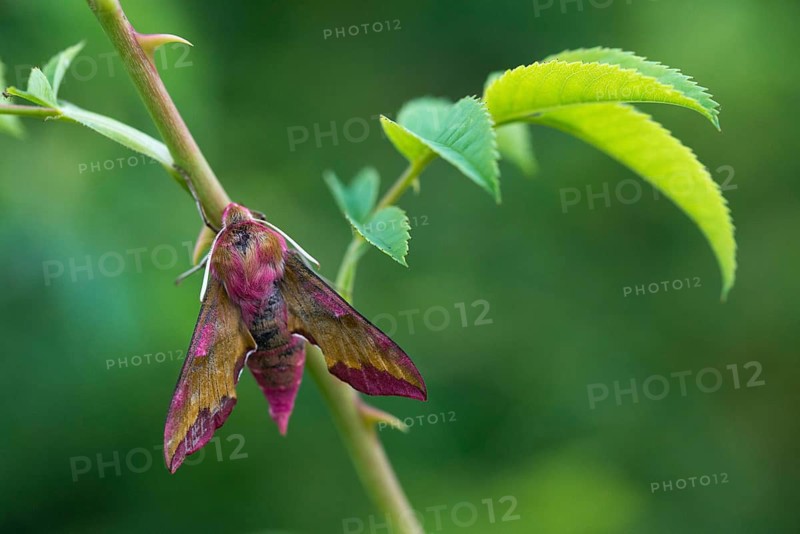 Deilephila porcellus, little wine enthusiast, small elephant hawk moth, sphingidae, flew off, butterfly, insects, moths, moths, moths, moths, butterfly, swarmer