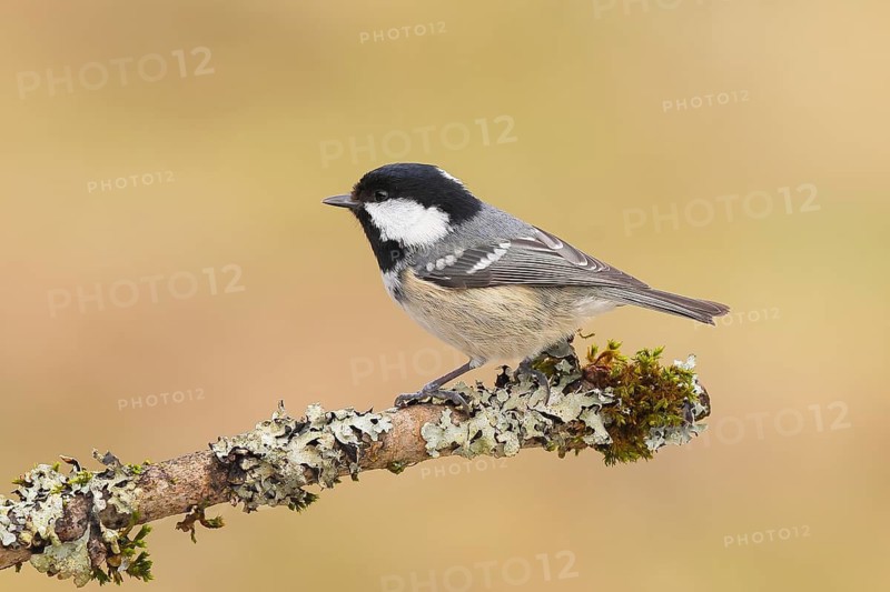 Fir tit (Periparus ater), sitting on a branch overgrown with moss and lichen, Wildlife, Animals, Birds, Tits, Siegerland, North Rhine-Westphalia, Germany