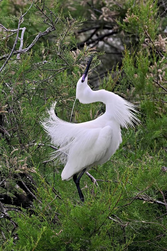 Little Egret (Egretta garzetta), taking departure from a tree, Camargue, southern France, France
