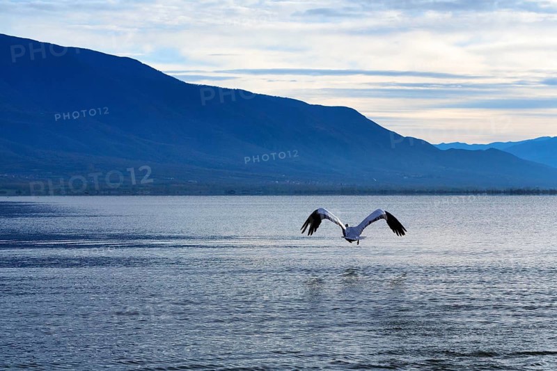 Single Dalmatian Pelican (Pelecanus crispus) in flight, Lake Kerkini, Lake Kerkini, dawn, Central Macedonia, Greece