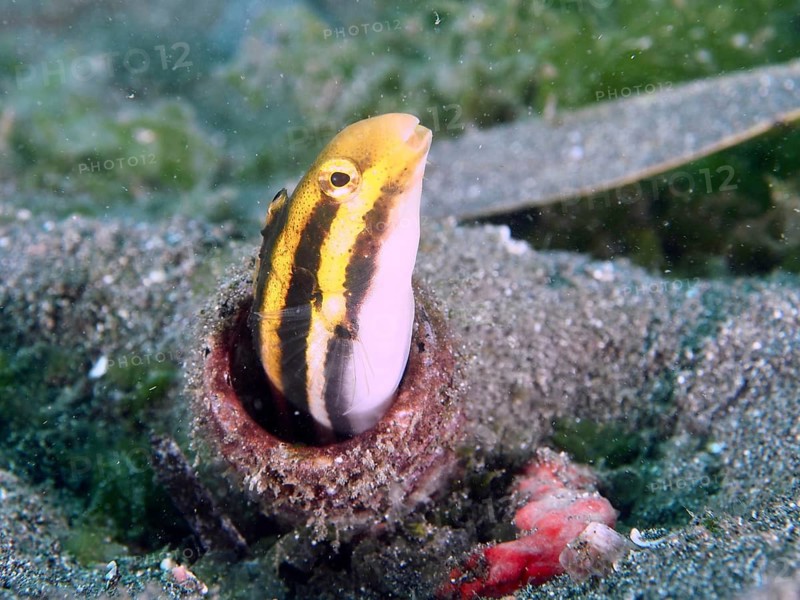 A striped mimicry blenny (Petroscirtes breviceps) with yellow-black stripes protrudes from a bottle buried in the sandy seabed, dive site Secret Bay, Gilimanuk, Bali, Indonesia