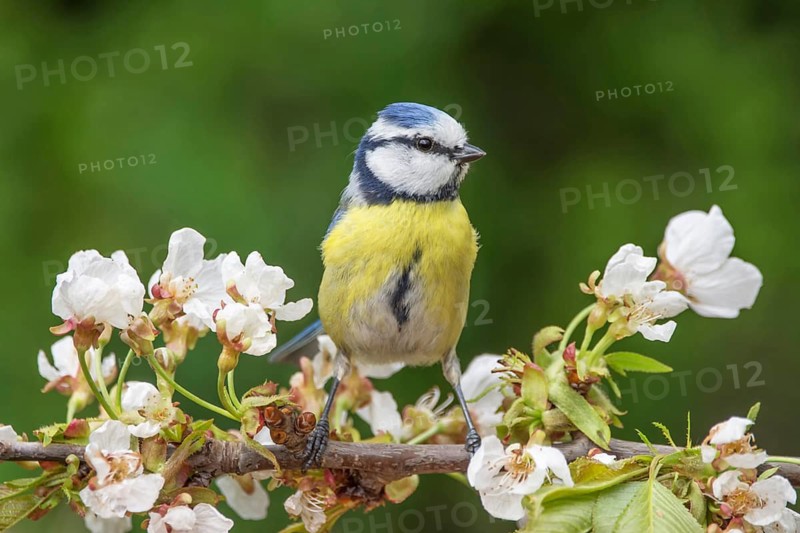 Blue tit (Parus caeruleus) on a cherry blossom branch against a green background, Baden-Württemberg, Germany