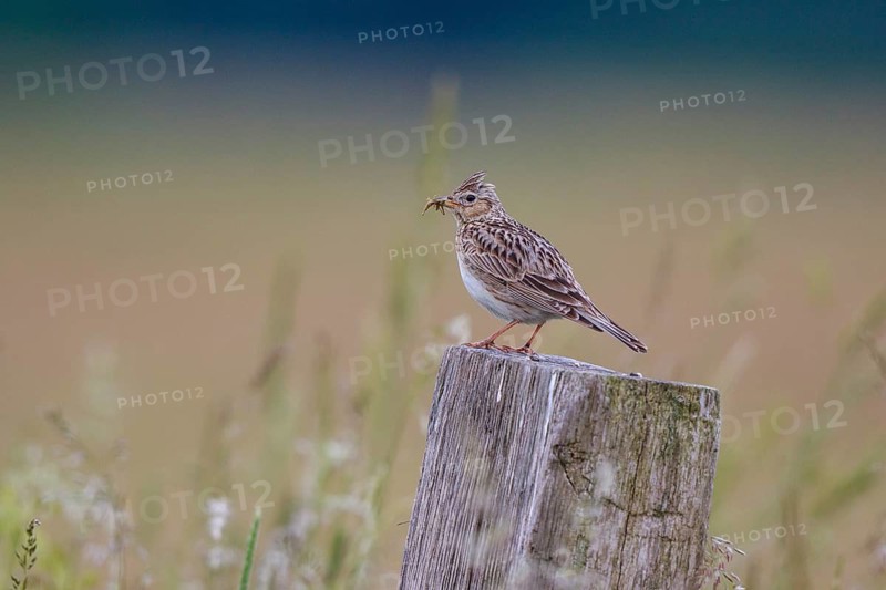 Eurasian Skylark (Alauda arvensis) perched on pale with food in beak, North Rhine-Westphalia, Germany