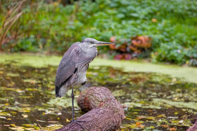 A Grey Heron, Ardea cinerea, stands on a log lying in a pond. Fresh green vegetation is in the background