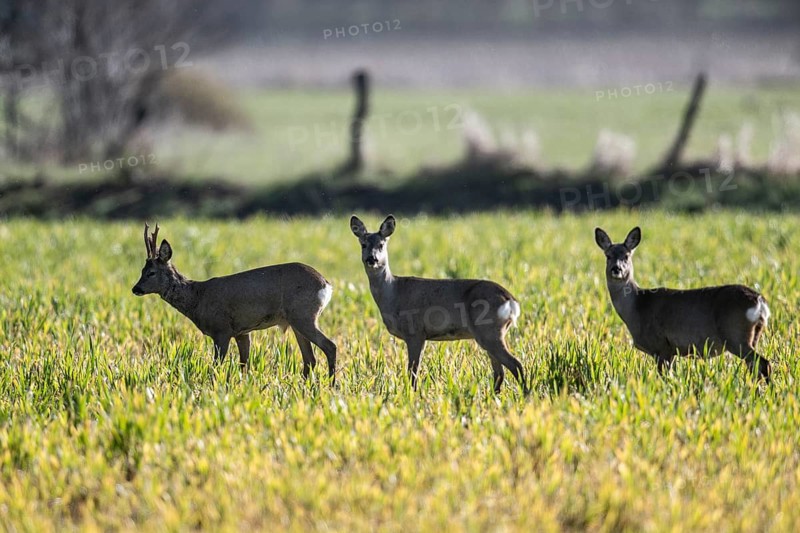 Roe deer (Capreolus capreolus), Lower Saxony, Germany