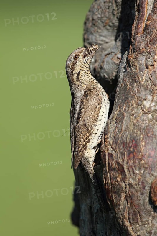 Eurasian Wryneck (Jynx torquilla), Baden-Wuerttemberg, Germany