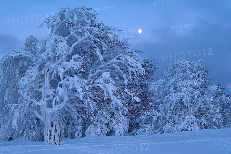 Snow-covered beech trees under a cloudy sky with a full moon, Schauinsland, Black Forest, Baden-Württemberg, Germany