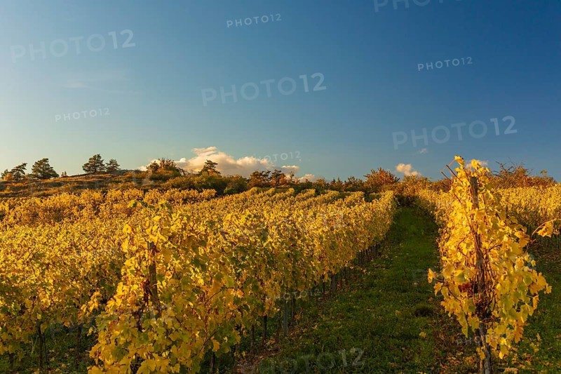 Vineyards at sunrise in Retz, Lower Austria