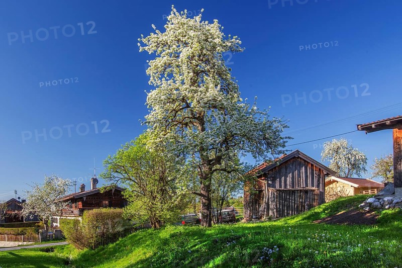 Blooming wild fruit tree in the village in spring, Ohlstadt, Loisachtal, The Blue Land, Upper Bavaria, Bavaria, Germany