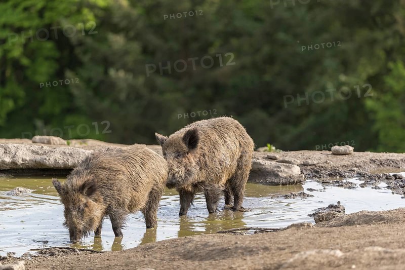 Two wild boar or wild pig (Sus scrofa), drinking water from a small pool in early morning light, with a green forest in the background