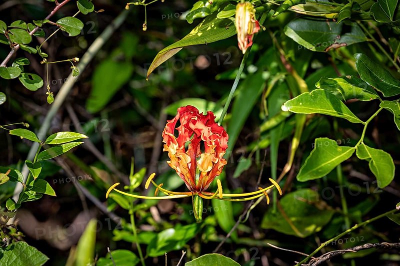 Gloriosa with striking red and yellow petals surrounded by dense green leaves, a crown of glory at Sigiriya in Sri Lanka (Gloriosa superba)
