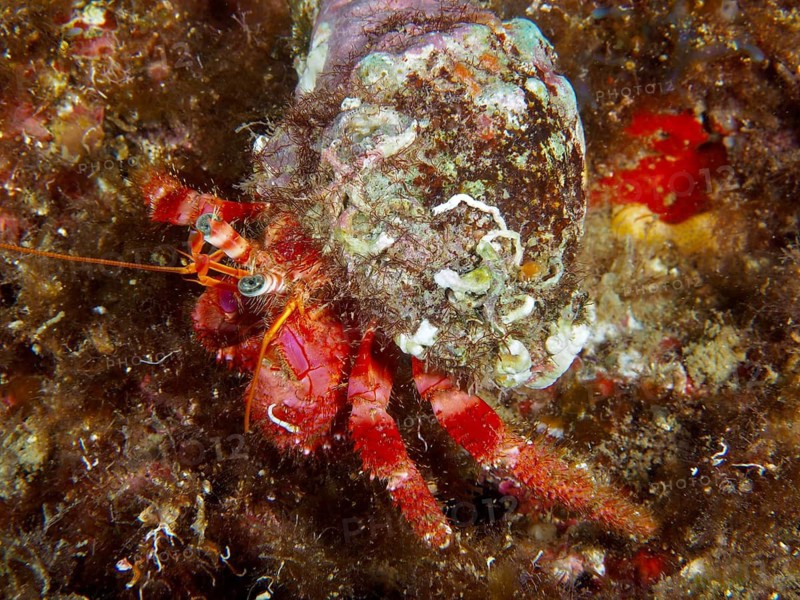 A Red Hermit Crab (Dardanus calidus) with a shell covered in seaweed and mussels, dive site: Cap de Creus Marine Protected Area, Rosas, Costa Brava, Spain, Mediterranean Sea