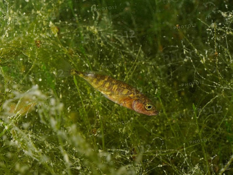 A three-spined stickleback (Gasterosteus aculeatus), an invasive species, displaying its breeding colours, swimming amongst algae in an underwater setting, Wildsau dive site, Berlingen, Lake Constance, Switzerland, Germany
