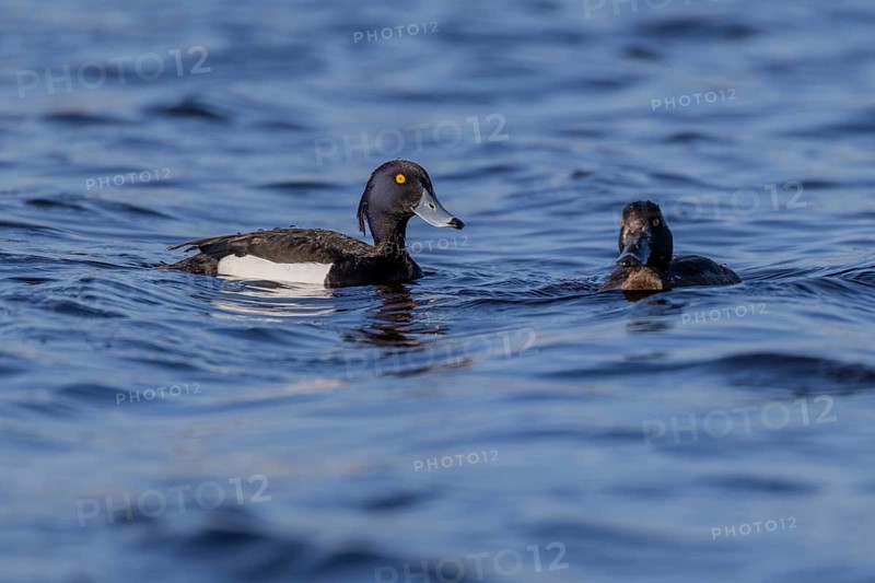Tufted duck (Aythya fuligula), pair, Vadsö, Varangerfjord, Norway