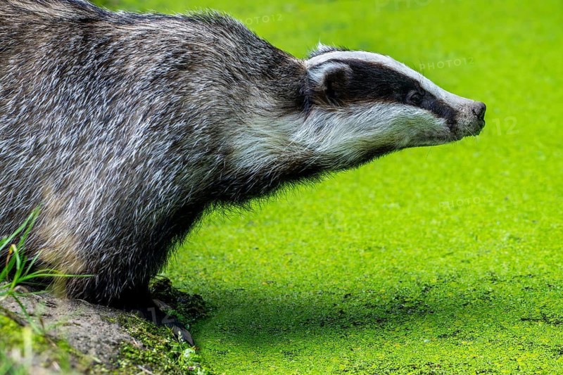 European badger (Meles meles) drinking water from pond covered in duckweed in spring, summer