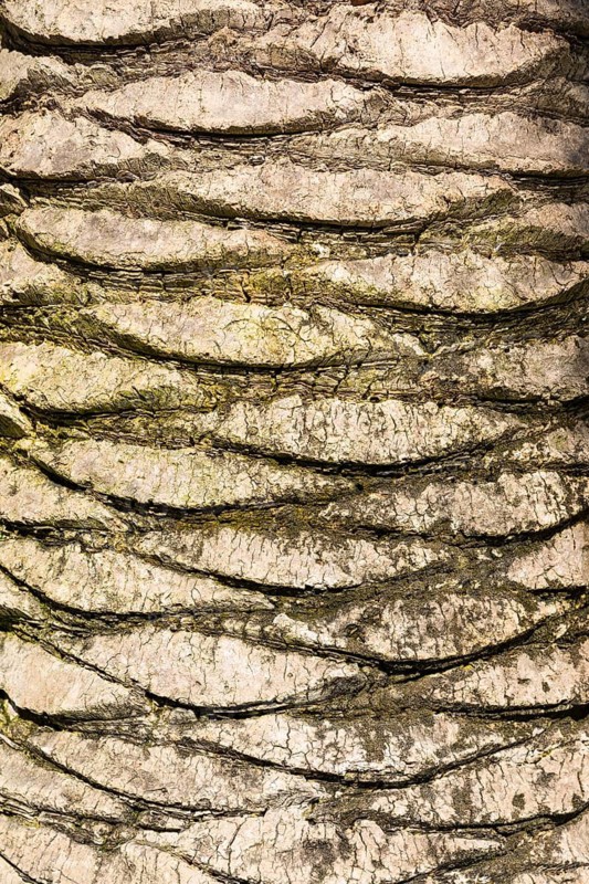 Distinctive structure of the bark on a date palm (Phoenix), Viareggia, Province of Lucca, Tuscany, Italy