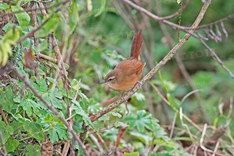 Cinnamon Bracken Warbler (Bradypterus cinnamomeus), Aberdare National Park, Kenya