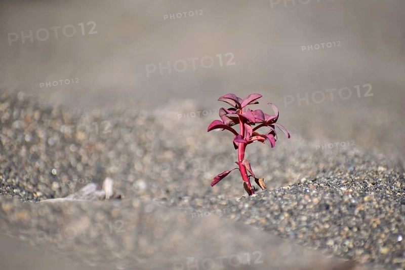 Small red plant growing in the lava sand at Lago Paimun, Lanin National Park, Patagonia, Argentina