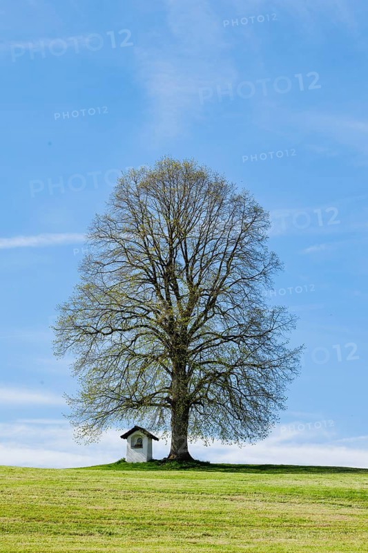 Large lime tree watches over a Helgenstöckli near Wittenbach, Canton St. Gallen, Switzerland
