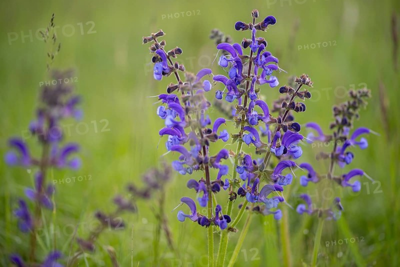 Lamiaceae, mint leaves, sage, salvia pratensis, meadow sage, flora, meadow clary, meadow sage, plants