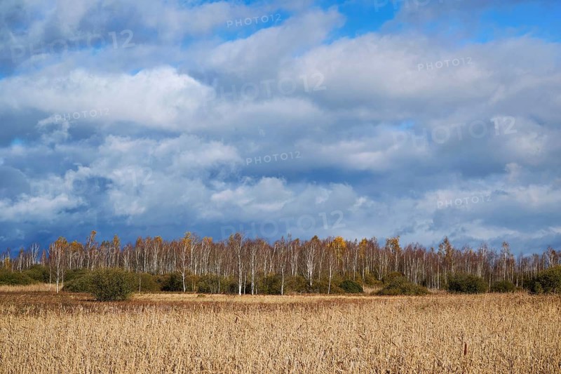 Bog birch (Betula pubescens), in front of a dark sky, Federsee lake nature reserve, UNESCO World Heritage Site, Bad Buchau, Upper Swabia, Baden-Württemberg, Germany