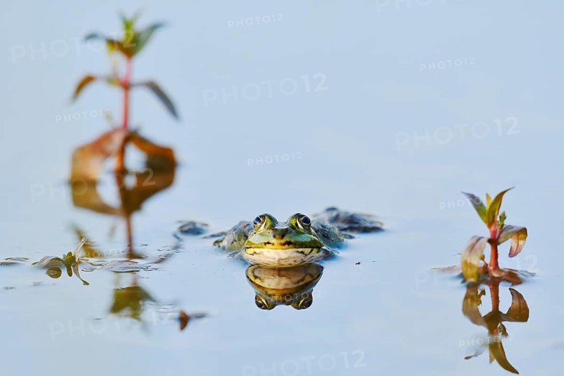 Marsh frog (Pelophylax ridibundus, Rana ridibunda), male in the water, North Rhine-Westphalia, Germany