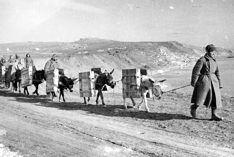 Red Army soldiers transport supplies with the help of mules. Kerch, Crimea, Ukraine 1944 World War II. In October 1941, the Wehrmacht conquered a large part of Crimea as part of the Barbarossa operation. Since then, the Red Army has been trying to liberate Crimea again. It wasn't until 1944 that the time had come. The main battle for Crimea began on April 8, 1944. On May 12, 1944, Crimea was liberated from German occupation