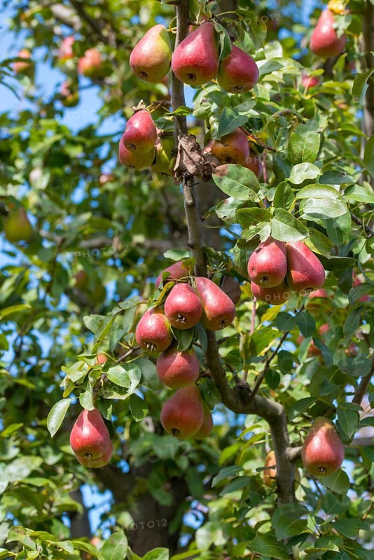 Pear, cultivated pear tree, pyrus communis, rosaceae, rose family, tree, trees, flora, high size, portrait, meadow orchard, plants, orchards, tree