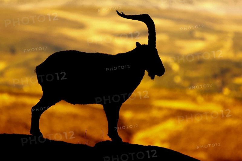 Western Spanish ibex (Capra pyrenaica victoriae) male silhouette on rocks, Sierra de Gredos, Castile and Leon, Spain