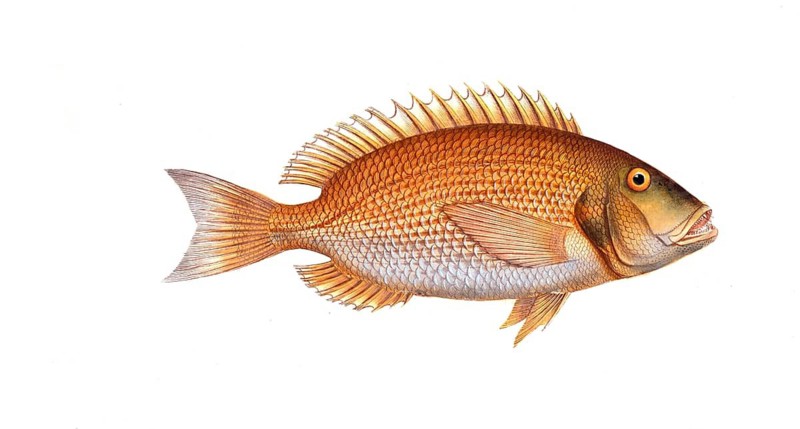 Fish, Fish, Sea bream family, Sparus dentex, dentex, common dentex, Historical, digitally restored reproduction from a 19th century original, Record date not stated