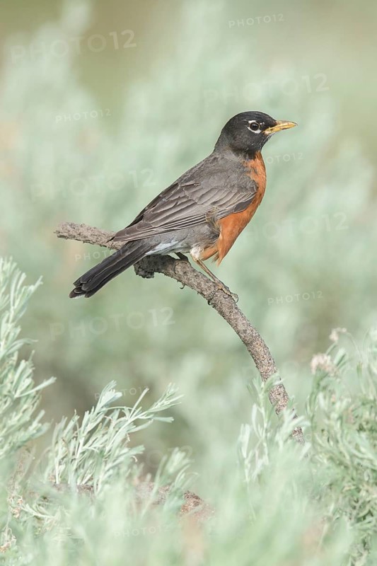 American Robin (Turdus migratorius) perched on a branch, British Columbia, Canada