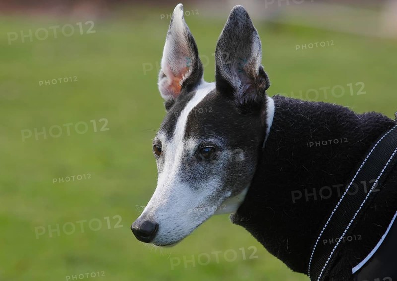 Greyhound (Canis lupus familaris), male dog 10 years, portrait sideways, in the countryside, North Rhine-Westphalia, Germany