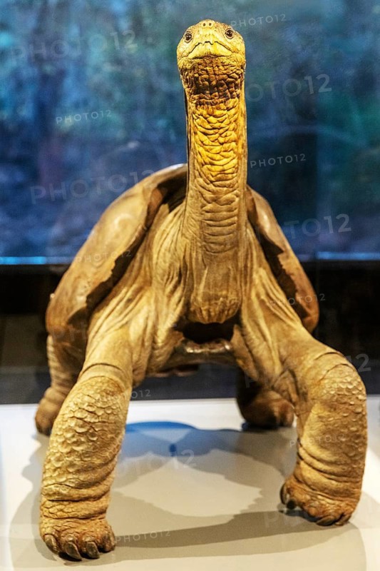 Giant tortoise (Chelonoidis nigra), Charles Darwin Museum, Santa Cruz, Galapagos, Ecuador