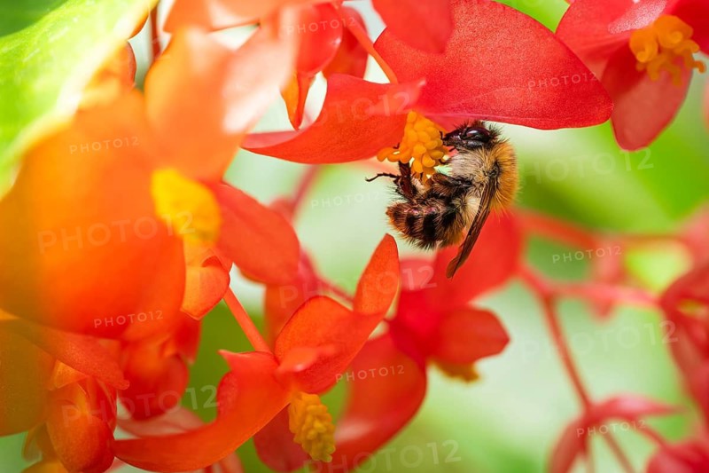 A bumblebee (Bombus) collecting nectar from a ‘Comte de Lesseps' begonia (Begoniaceae) in the Tropical Corridor, a hot and humid greenhouse that simulates a tropical habitat, at Chelsea Physic Garden, a historic botanical garden and the oldest botanical garden in London, founded in 1673 by the Worshipful Society of Apothecaries, Chelsea, England, United Kingdom